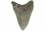 Fossil Megalodon Tooth - North Carolina #219357-1